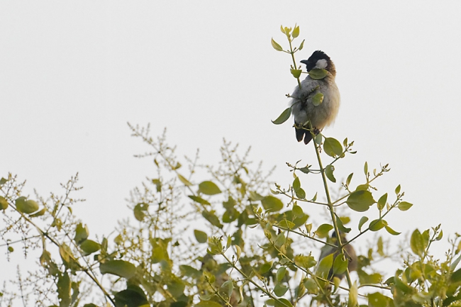 Keoladeo national park-004